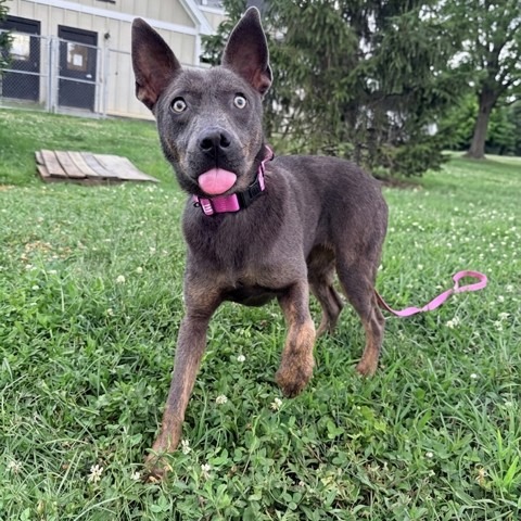 JEWEL-3977 - Mixed Breed (Medium) available for adoption