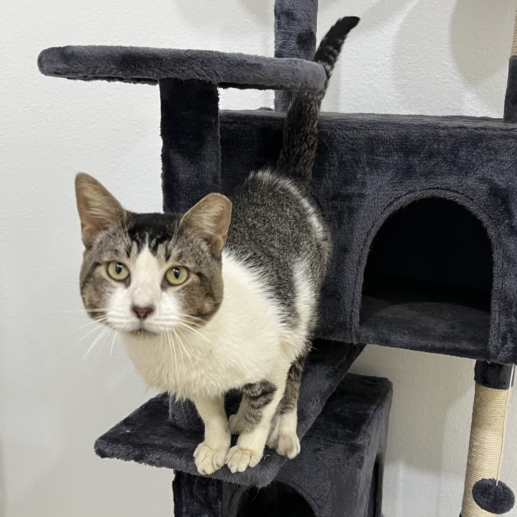 Lobo, available for adoption at PVAS