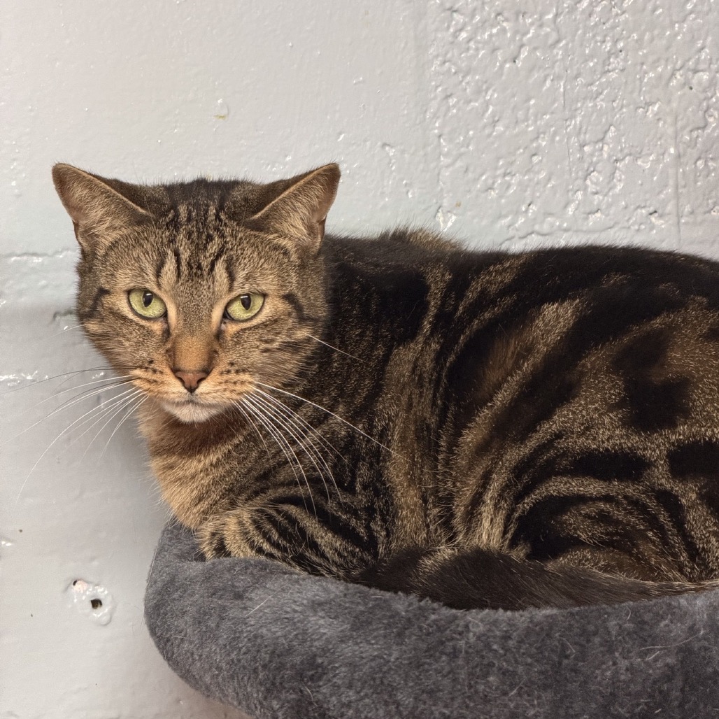 BETH - Domestic Shorthair for adoption in Fort Lauderdale