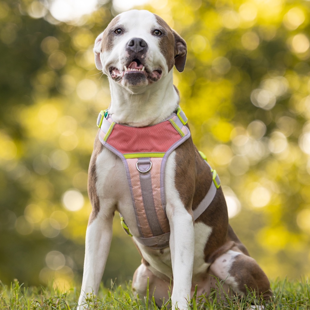 Sunny, photo 26