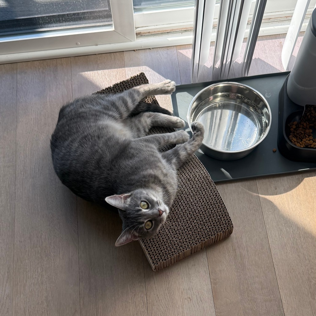 Sophie — thumbnail 6