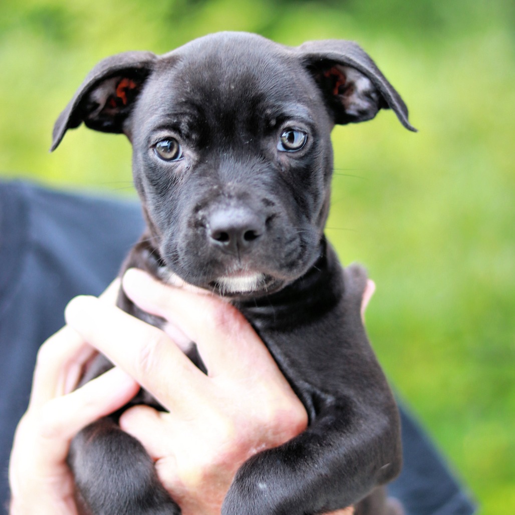 NY Pearl (Foster in Mahopac NY)