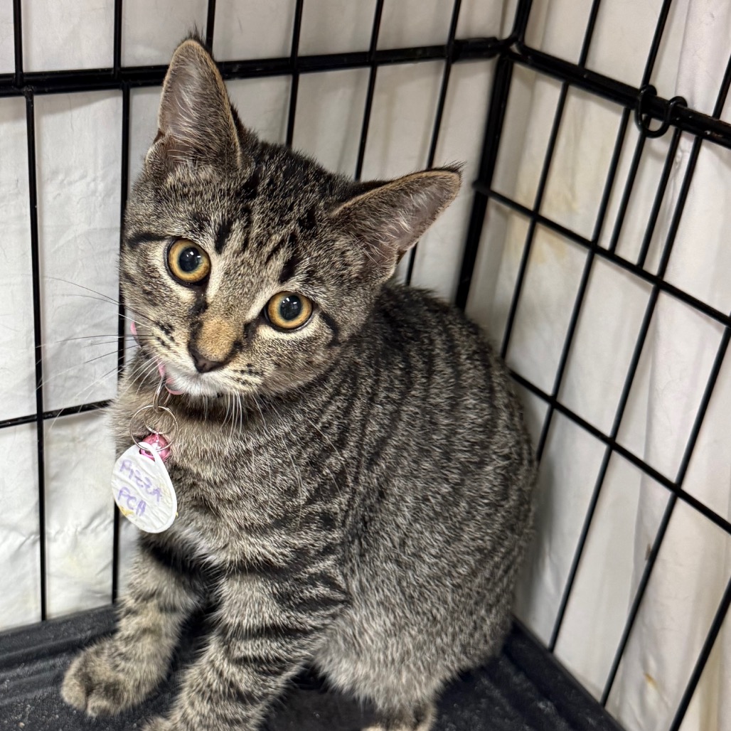 Pizza, photo 2