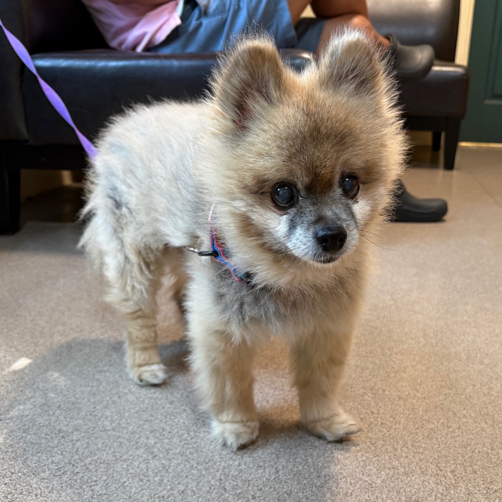 Coco