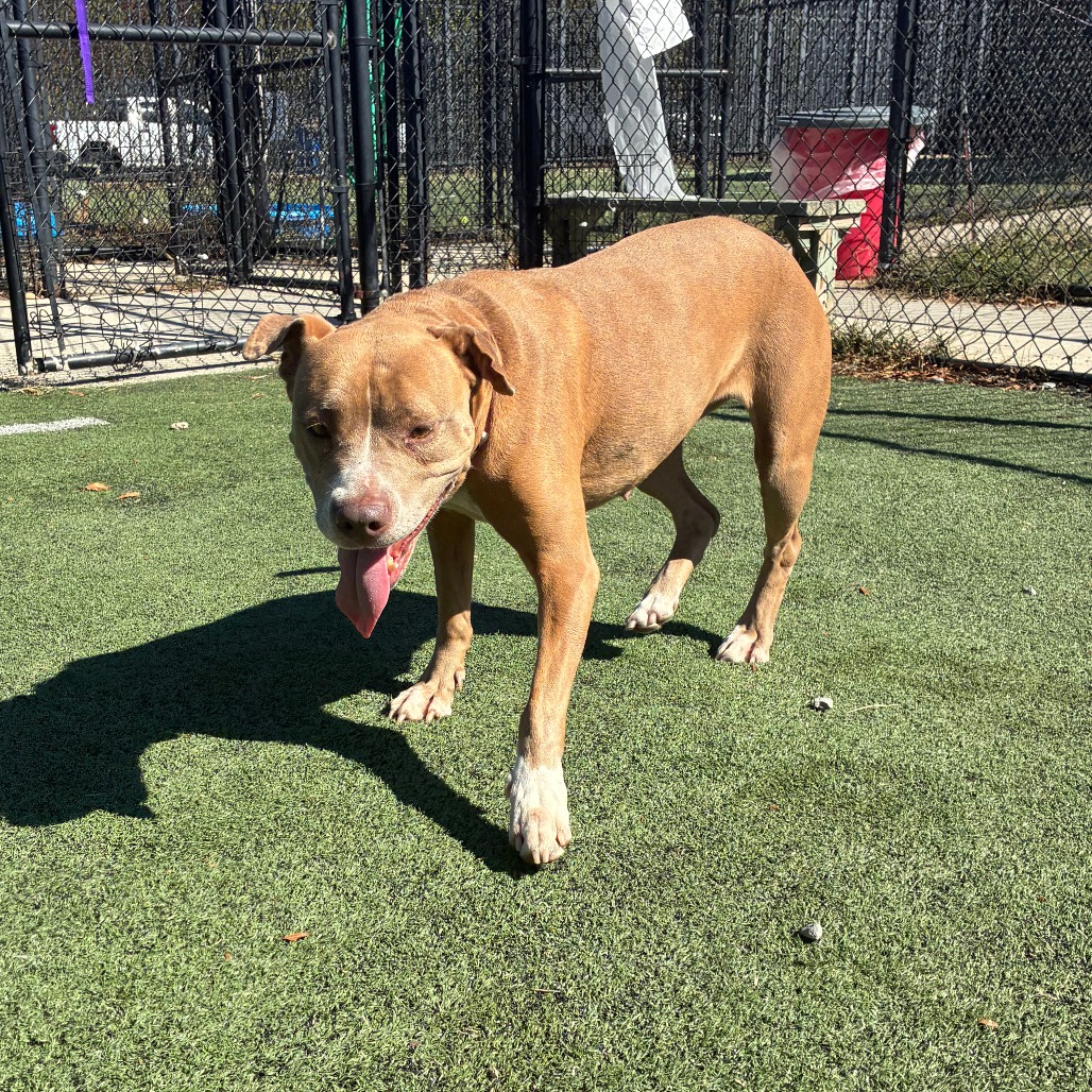 Olive (Formerly Copper), photo 17
