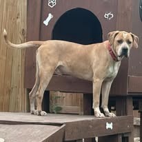 Photo of Deuce