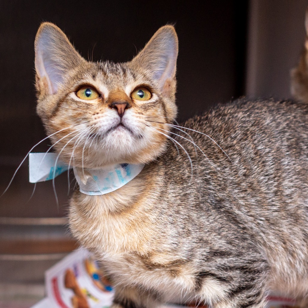 TIMMY - Domestic Shorthair / Mix available for adoption