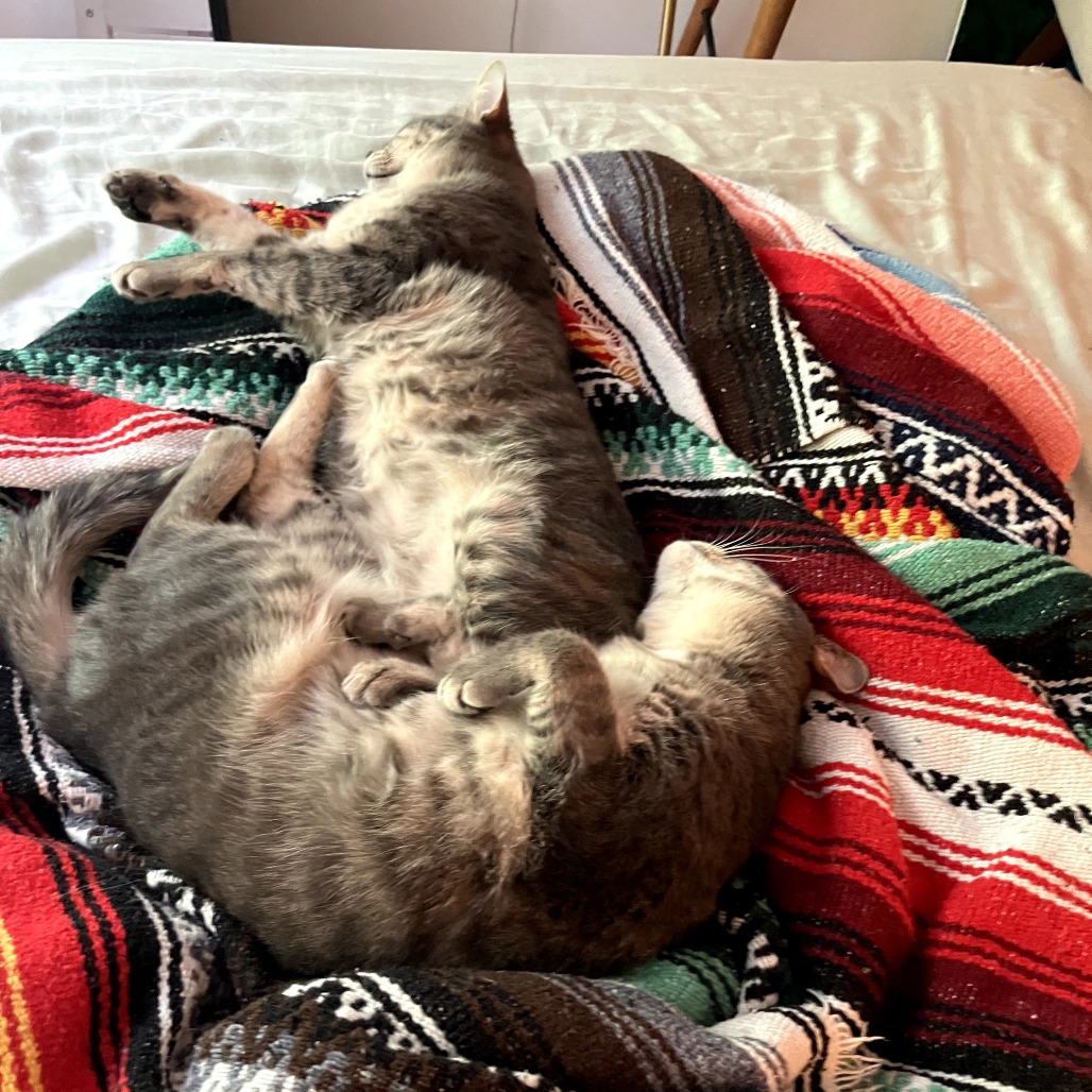 Darla, photo 7