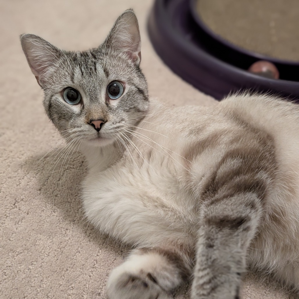 Milo, photo 4