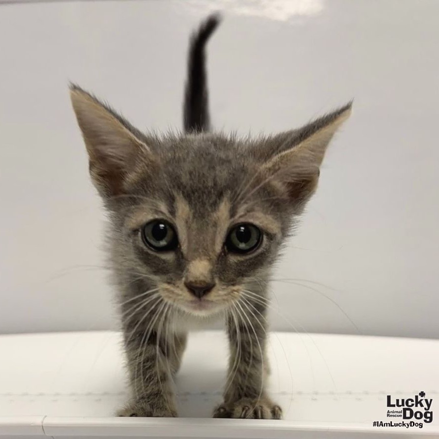 AUGUSTA - Domestic Shorthair available for adoption