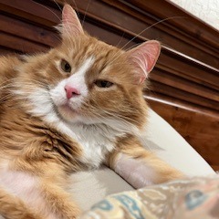 Link: Male 74 Domestic Longhair