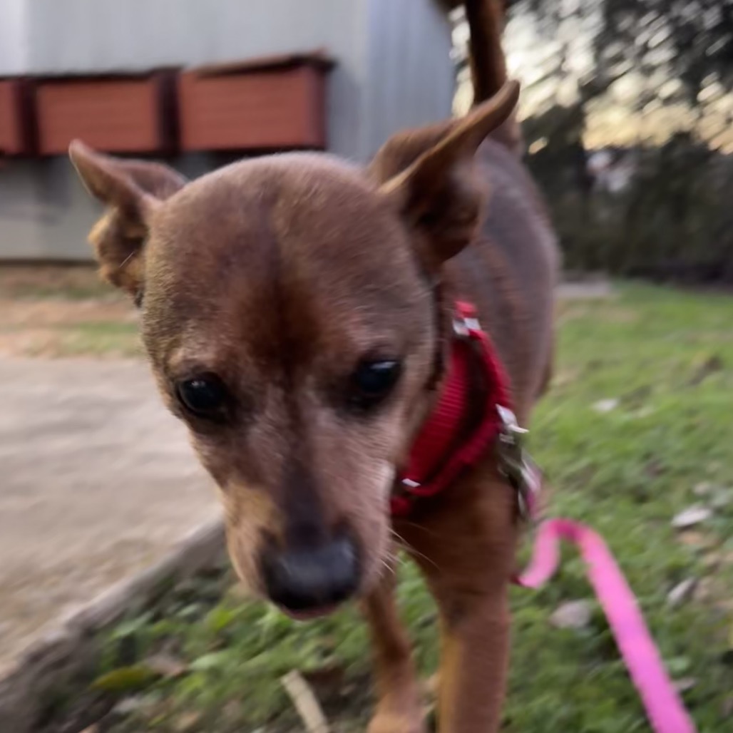 Smokey the Bear — thumbnail 8