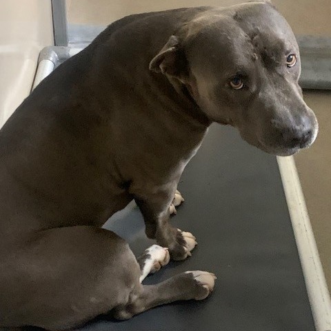 Kennel#14 Chief's preview photo