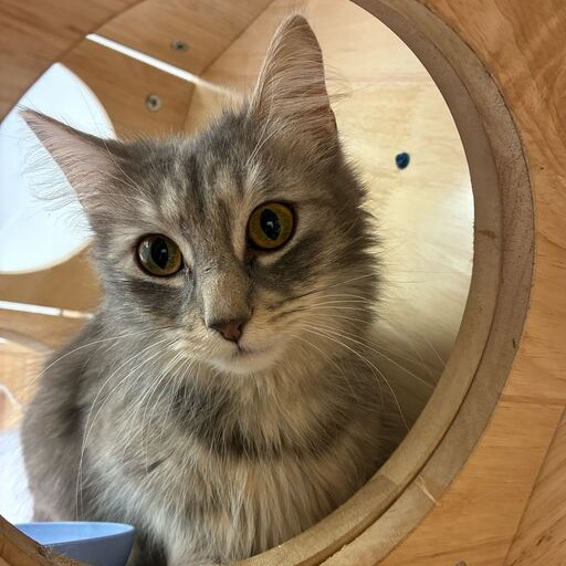 WOOLY WORM - Domestic Medium Hair available for adoption