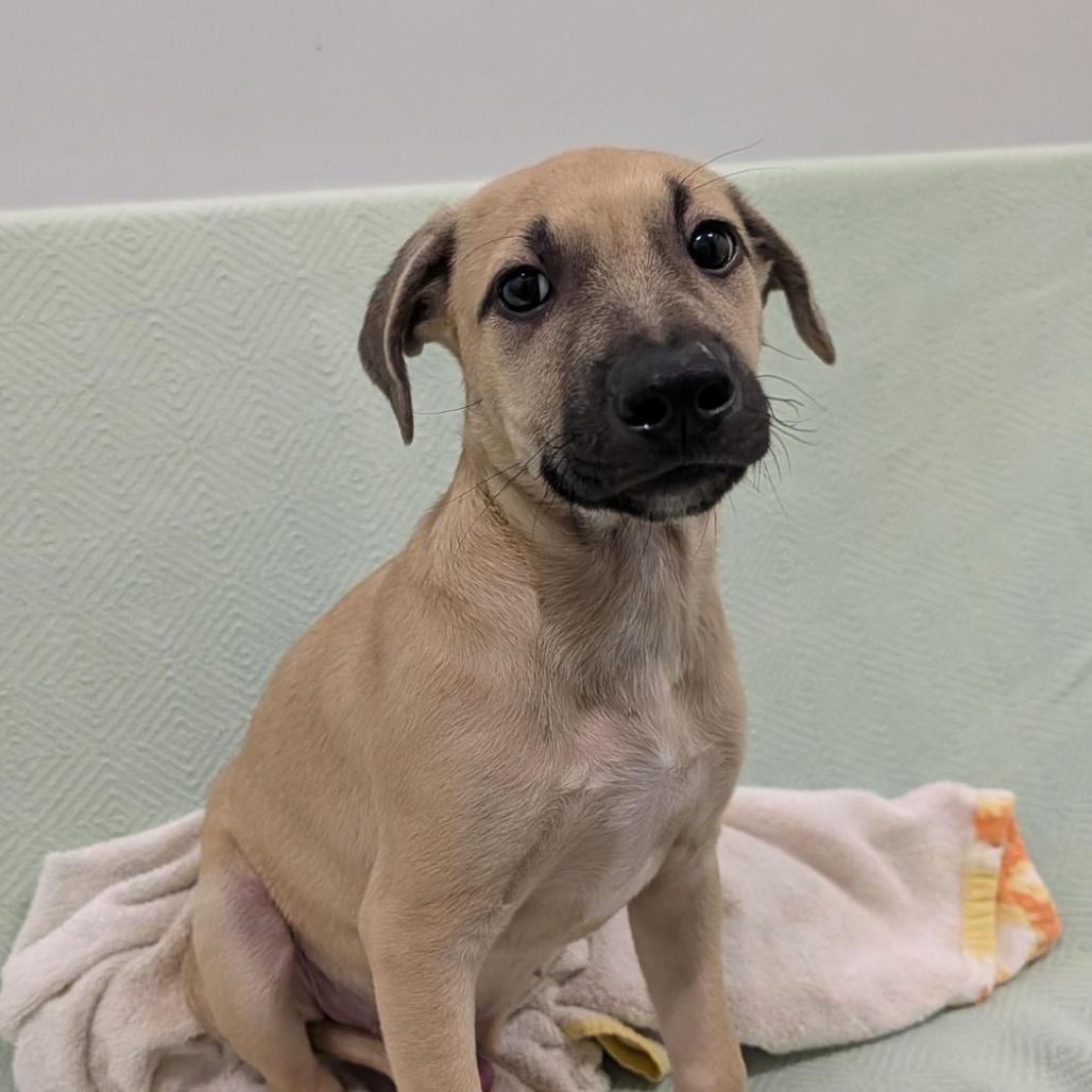 WALNUT - Mixed Breed (Medium) available for adoption