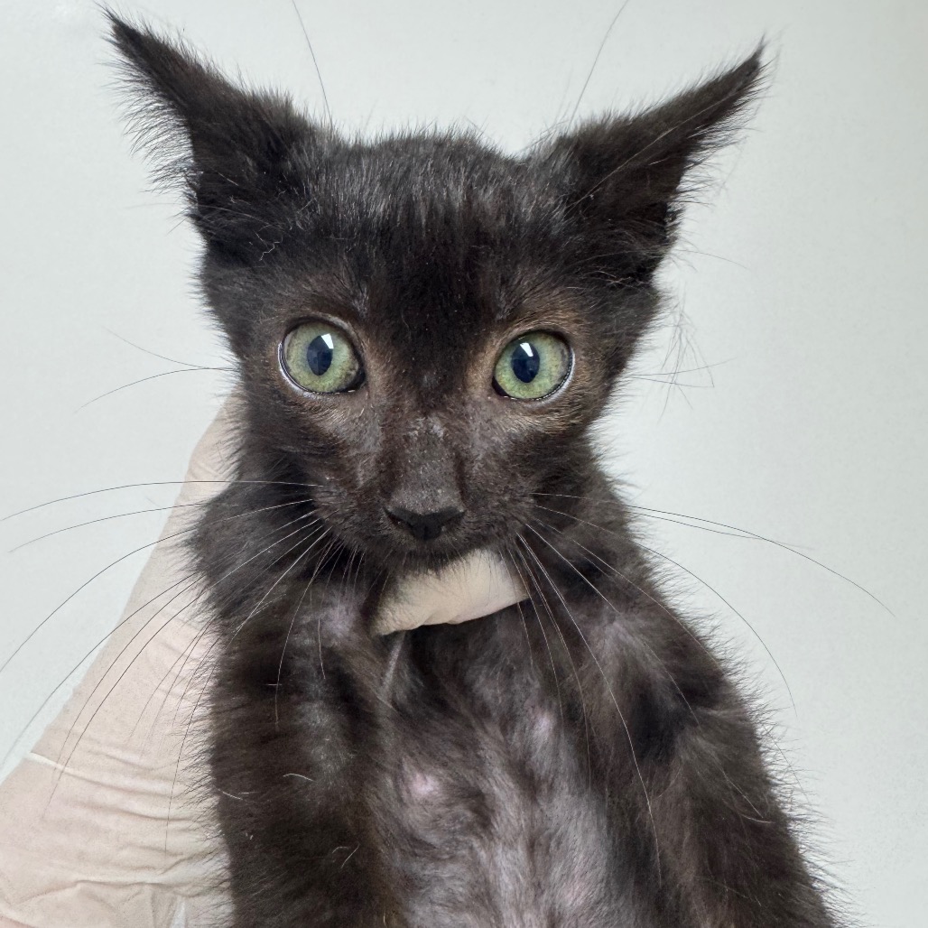 CUMBERBUND - Domestic Shorthair available for adoption