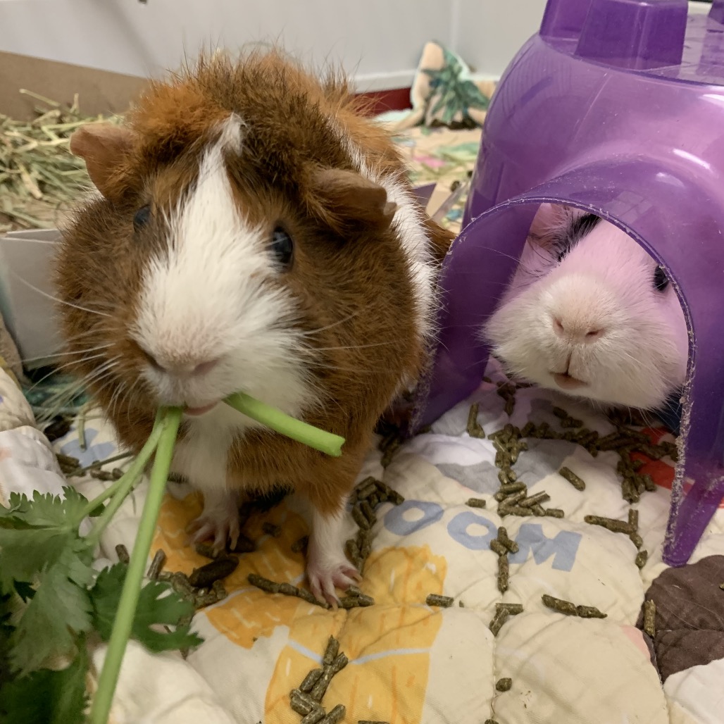 Nitro & Gemini, photo 4