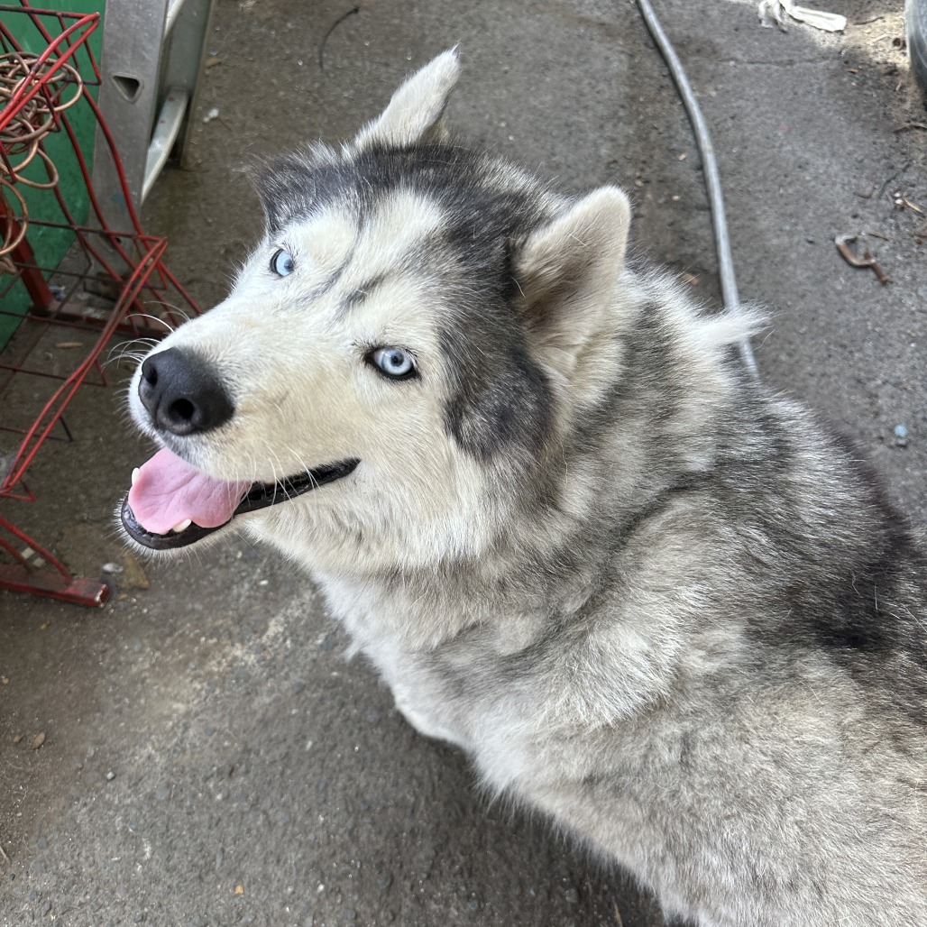 Loki (bonded with Quinn) — thumbnail 3