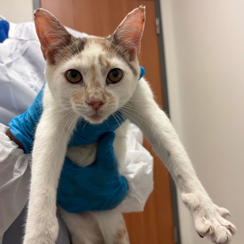 Jenga J15, available for adoption at PVAS