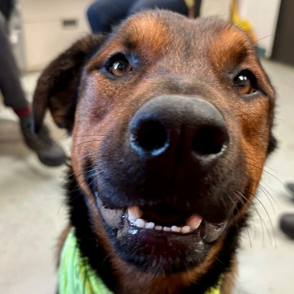 Stallone — thumbnail 5