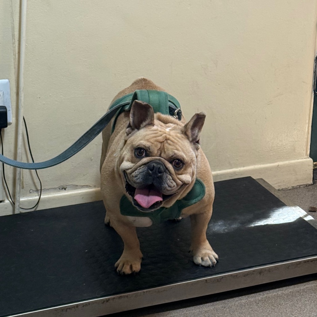 Rebel