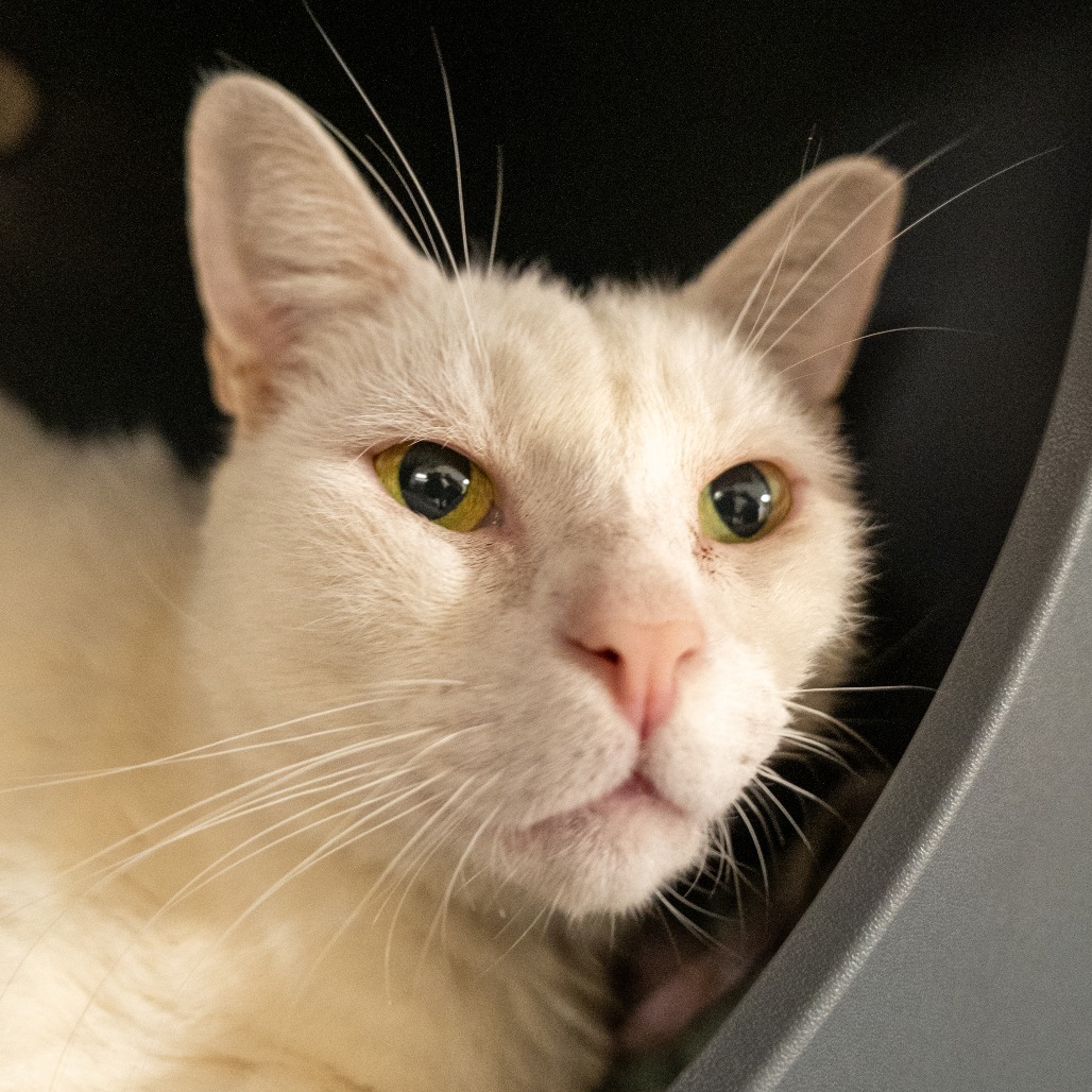 SIR BLANCO - Domestic Shorthair available for adoption