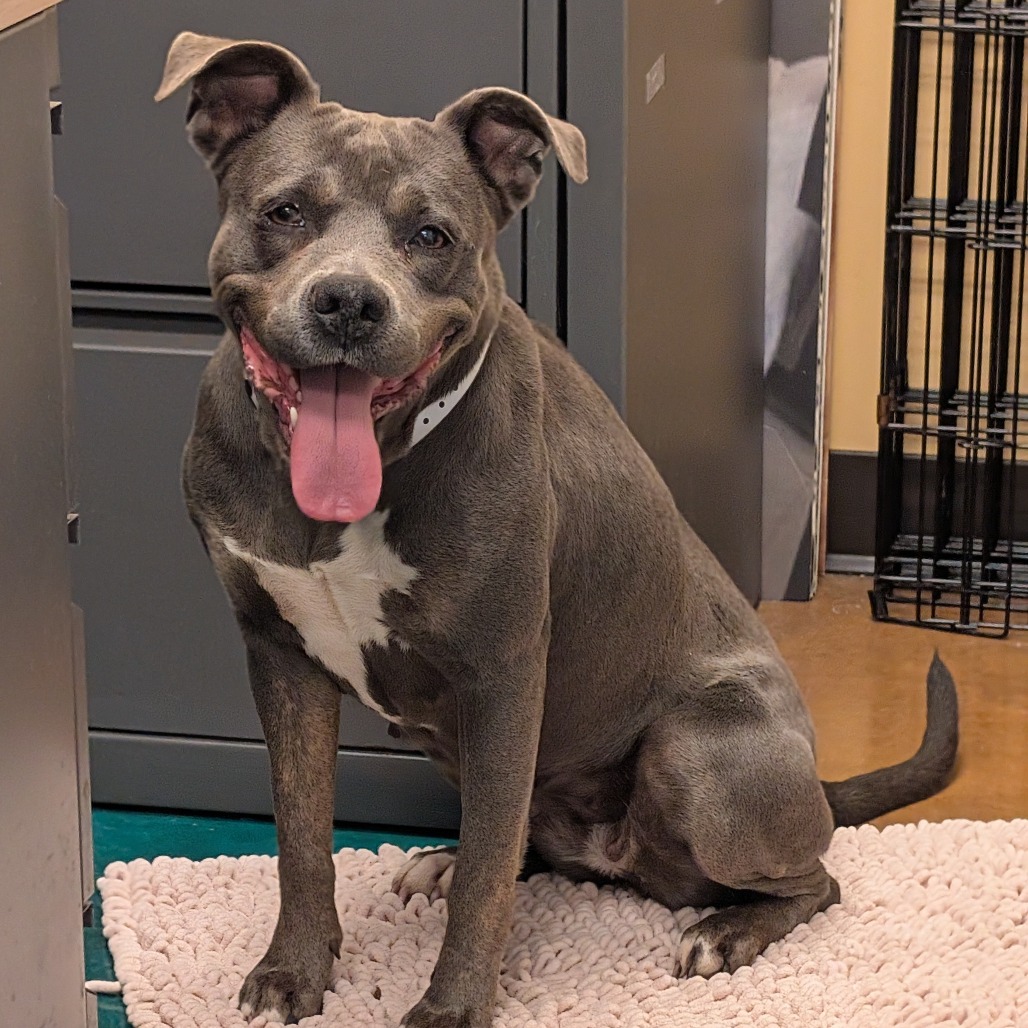 Blue Bell — thumbnail 4