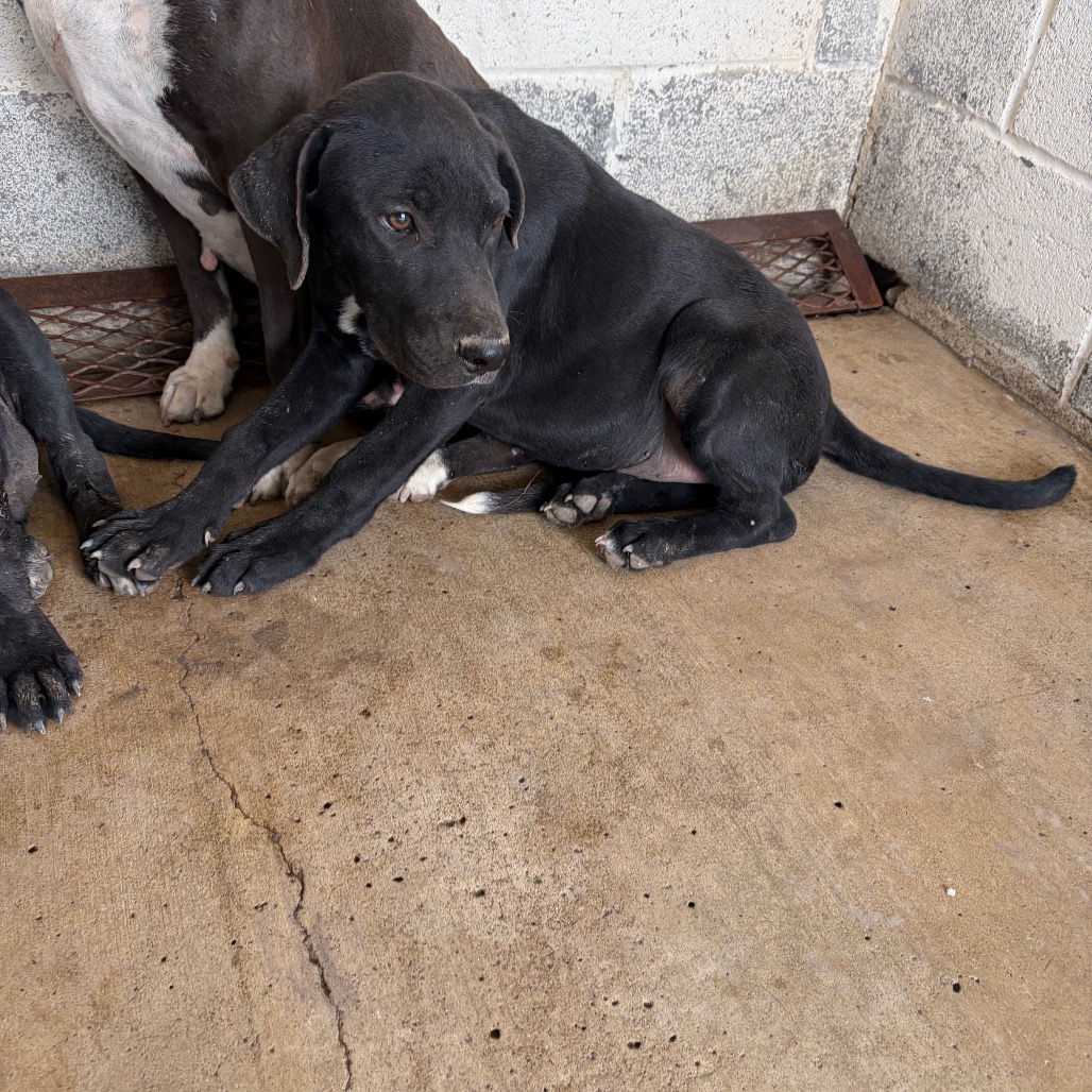 CHULO - Retriever / Black Labrador available for adoption