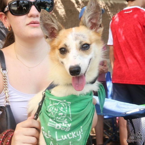 ROCKY - Terrier, Jack Russell / Mix available for adoption