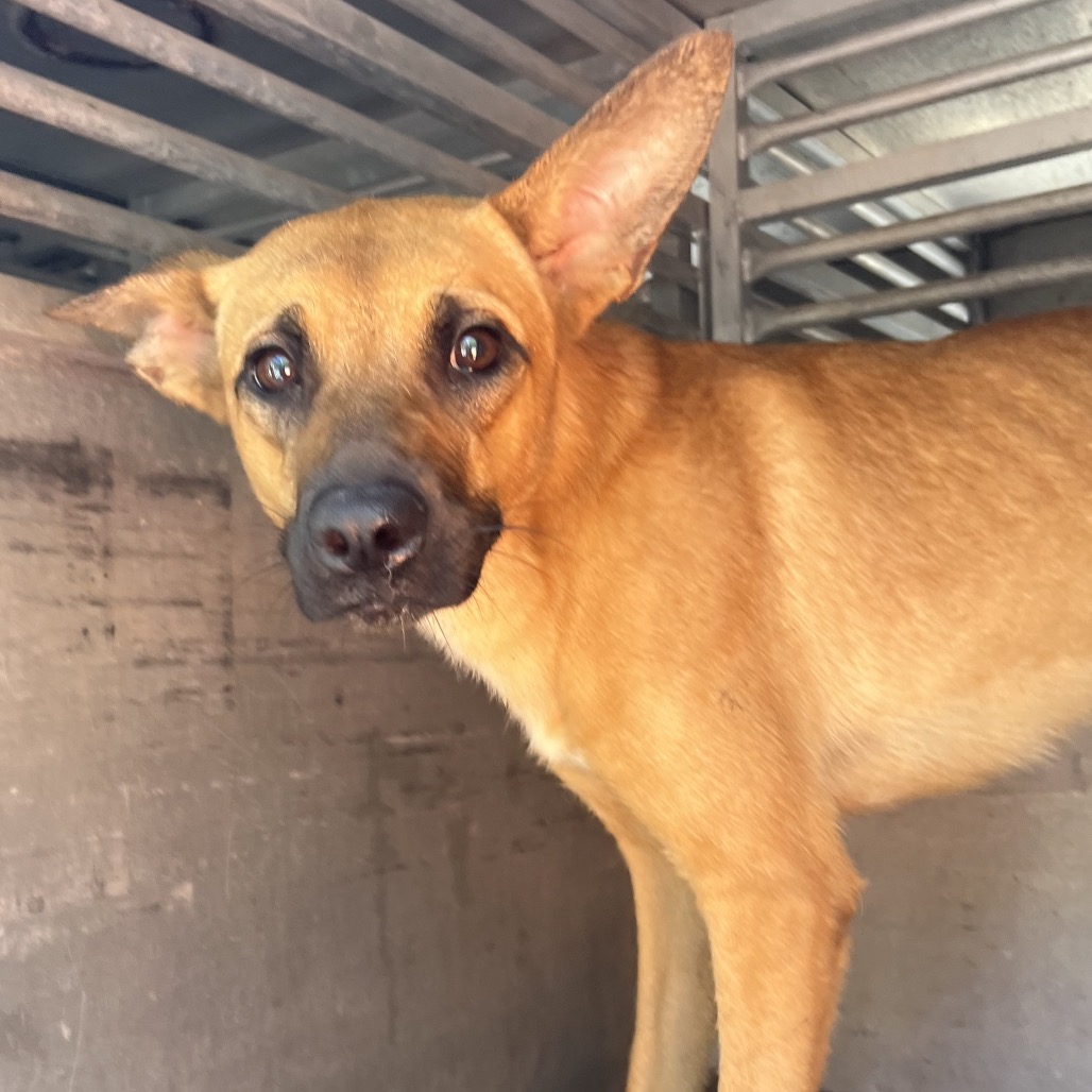 HONEY BUNCH - Retriever / Mix available for adoption
