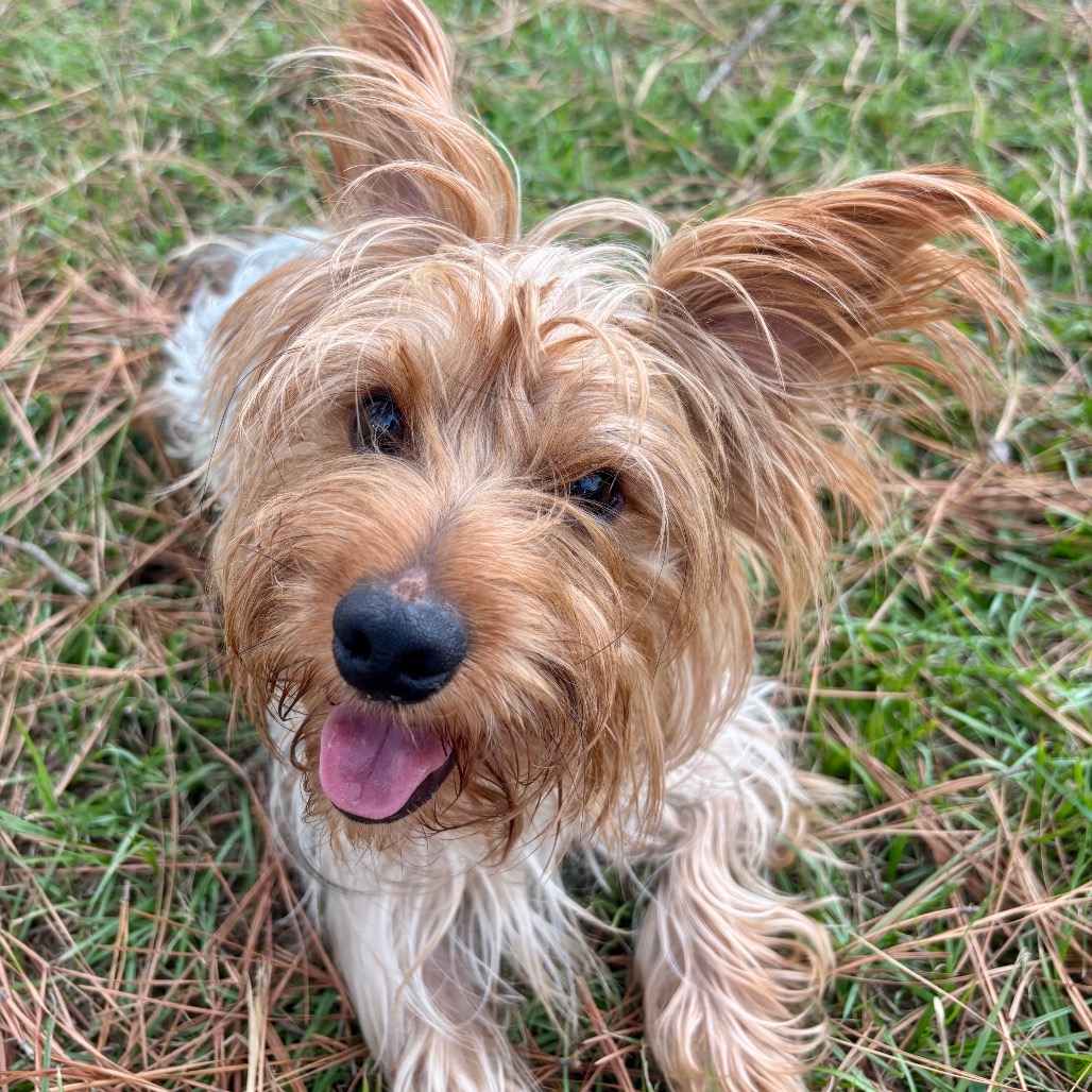 Camo Rescue Nike is available for adoption at CAMO Rescue