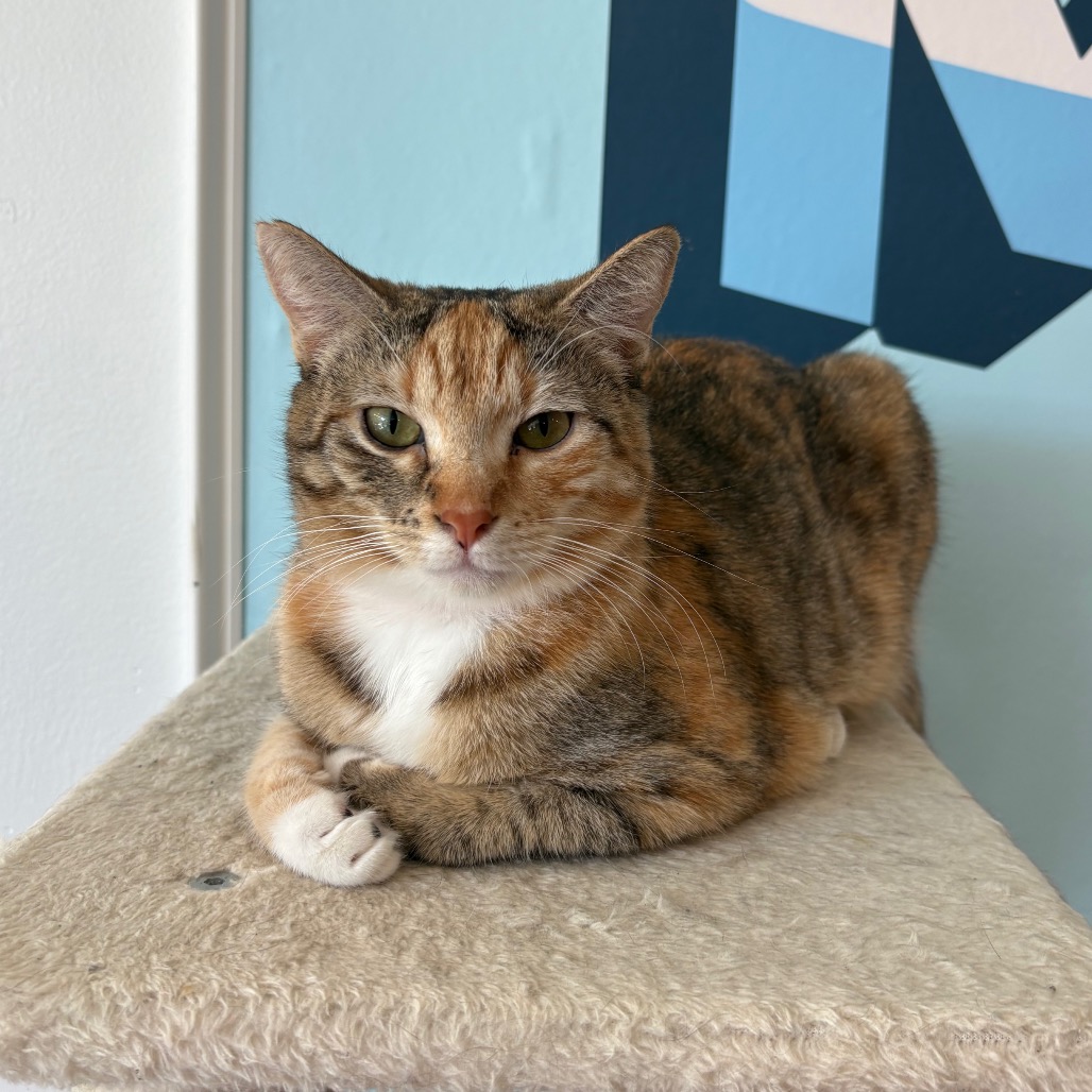 Paprika, photo 4