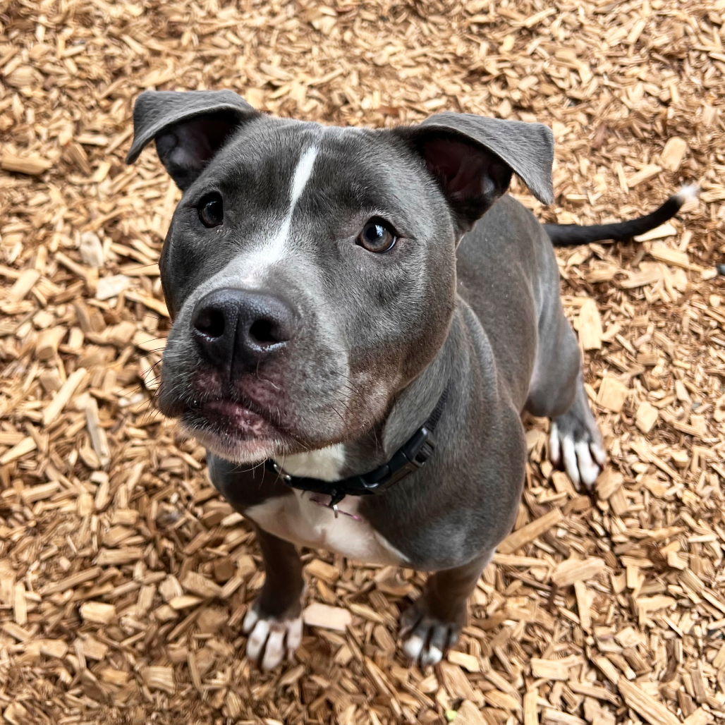 Pit Bull