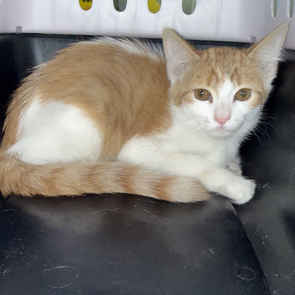AMBER - Domestic Medium Hair available for adoption