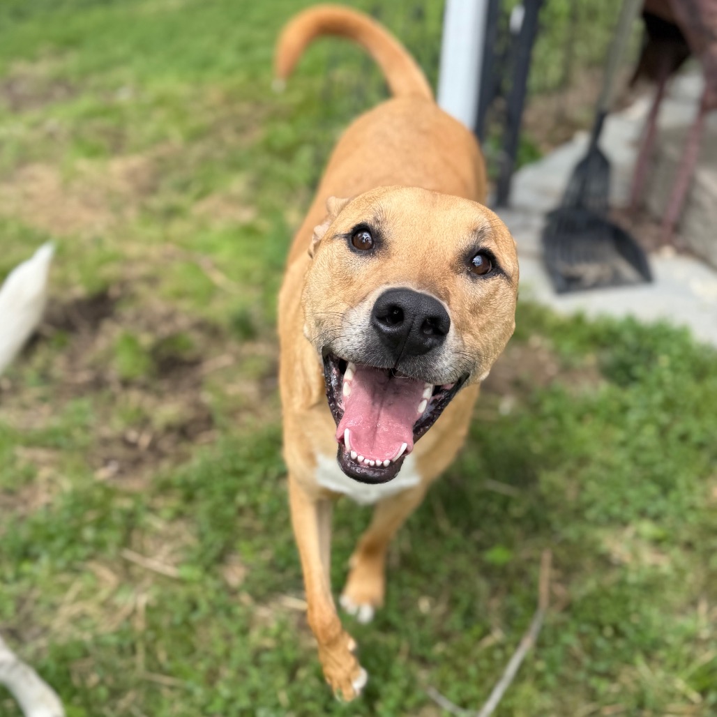 San Diego Lost And Found Animal Shelter Near Me Paws Rescue Rescue