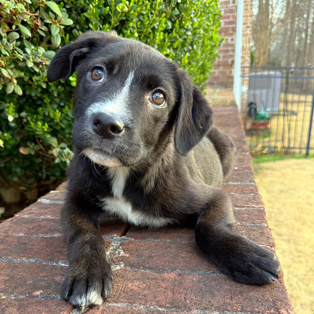 Chimp — thumbnail 5