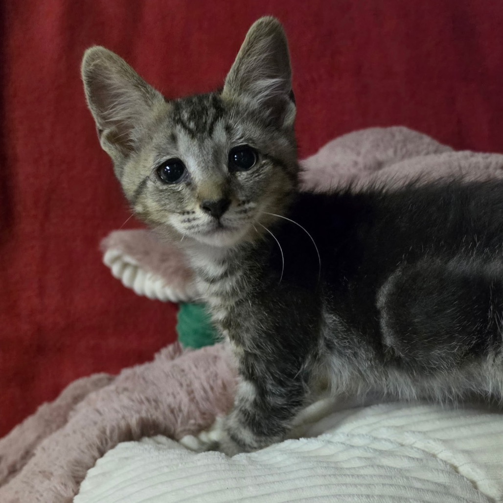 Photo of TOULOUSE