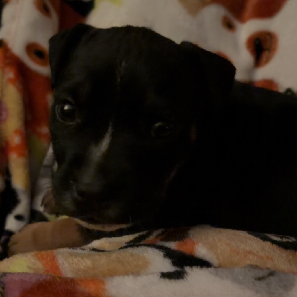 Lilo — thumbnail 10