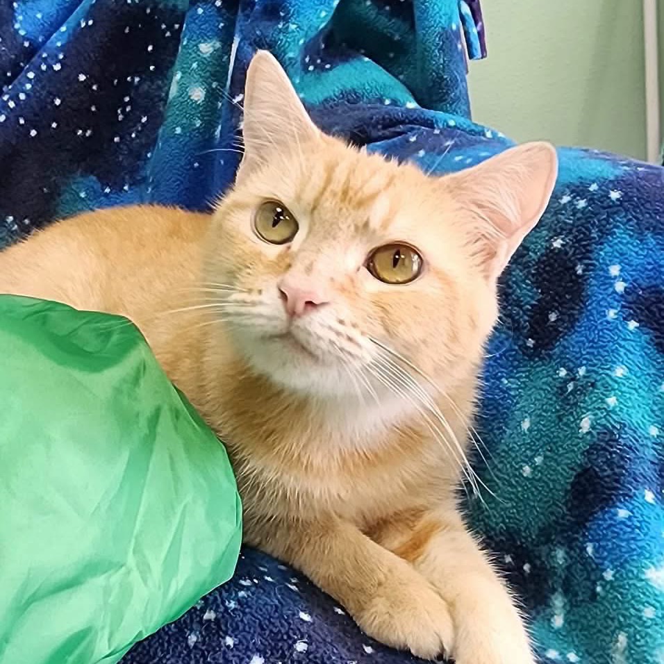 Lenora