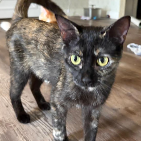 Ember, available for adoption