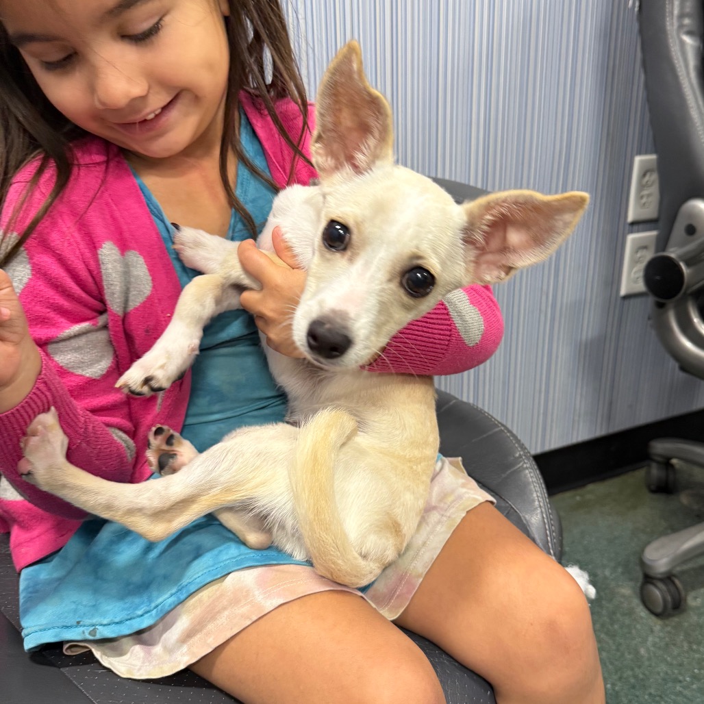 ICECAP — thumbnail 4