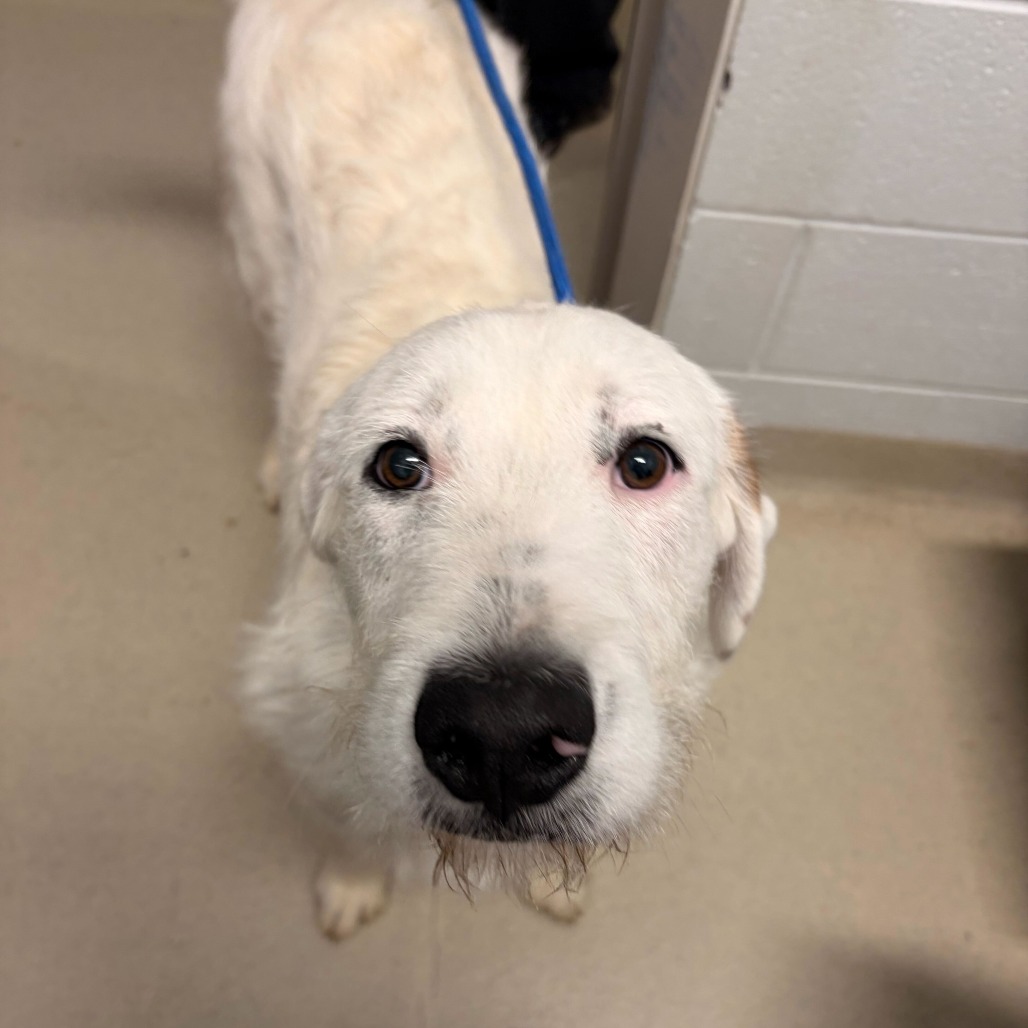 JELLY BEAN - Terrier / Mixed Breed (Medium) available for adoption