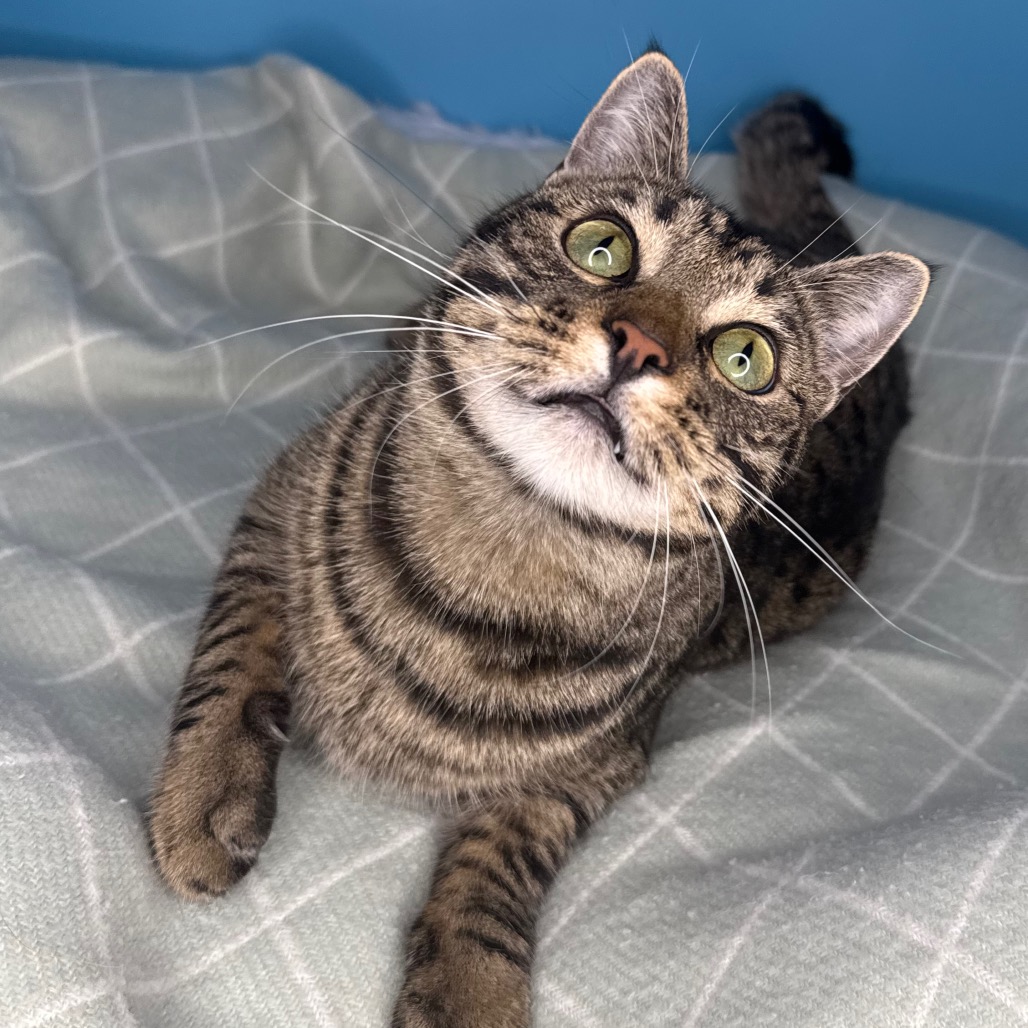 FAVA BEAN - Domestic Shorthair available for adoption
