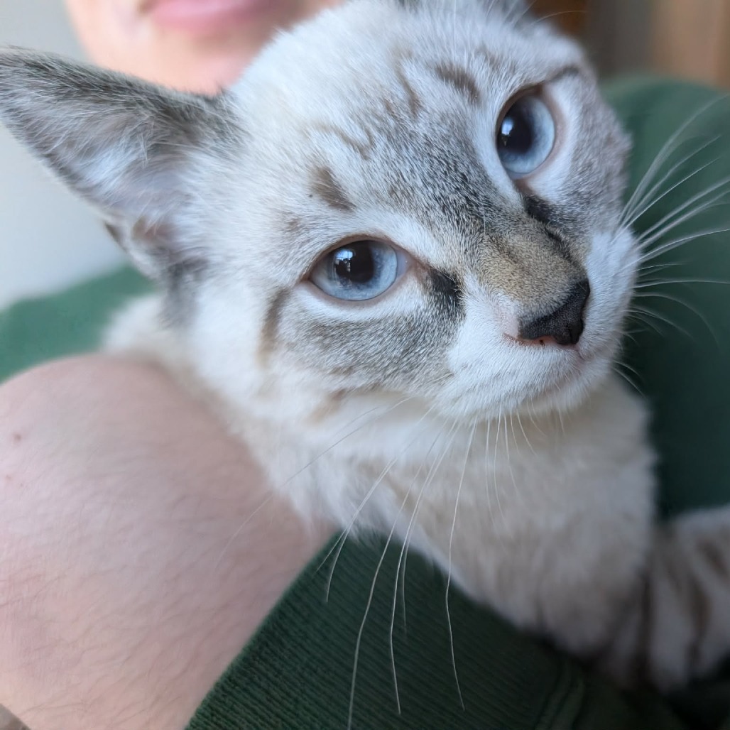 Tinsel — thumbnail 5