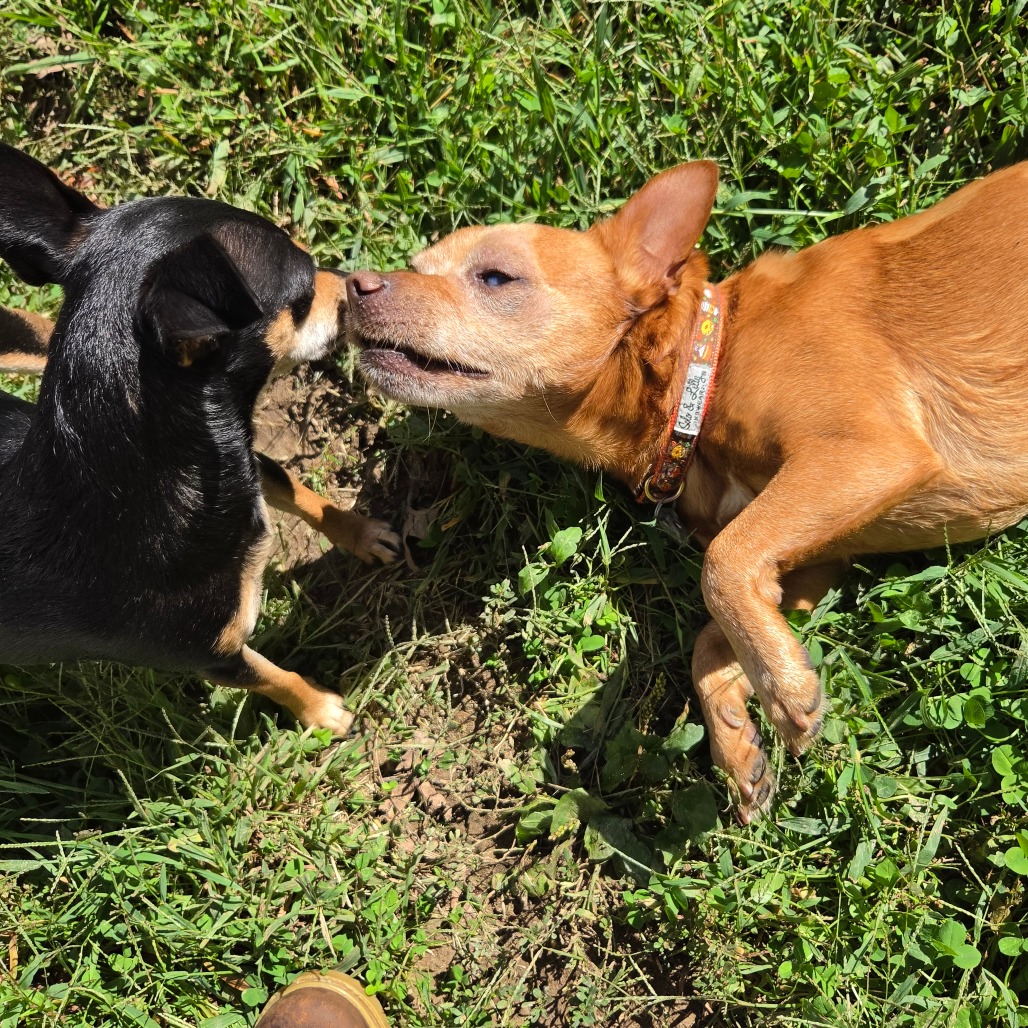 Frito, photo 22