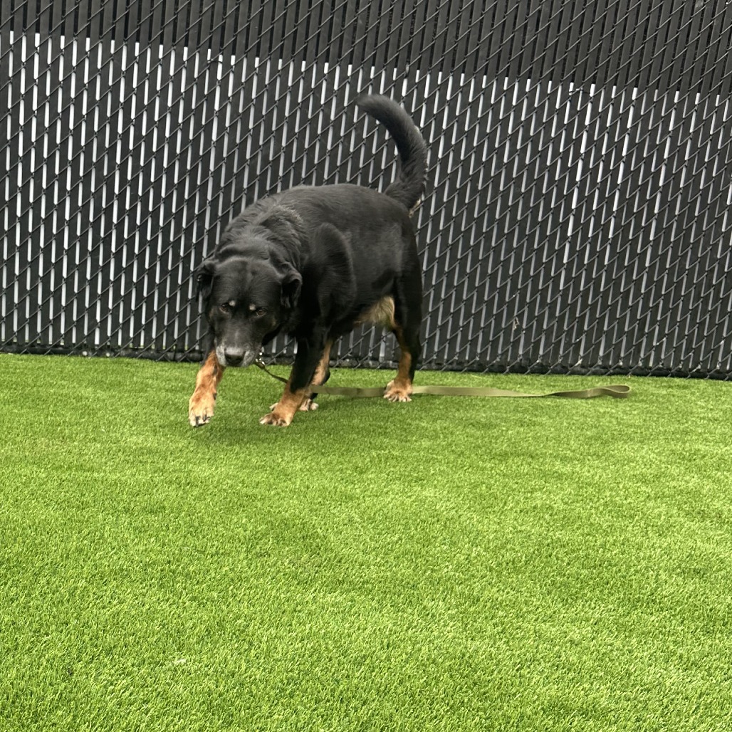 Photo of Moose 7