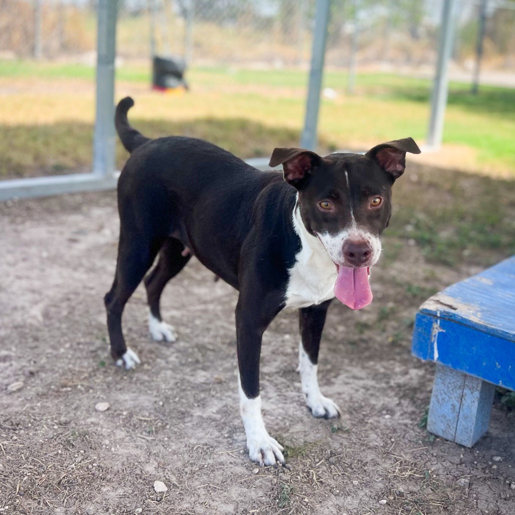 Delilah, available for adoption at PVAS