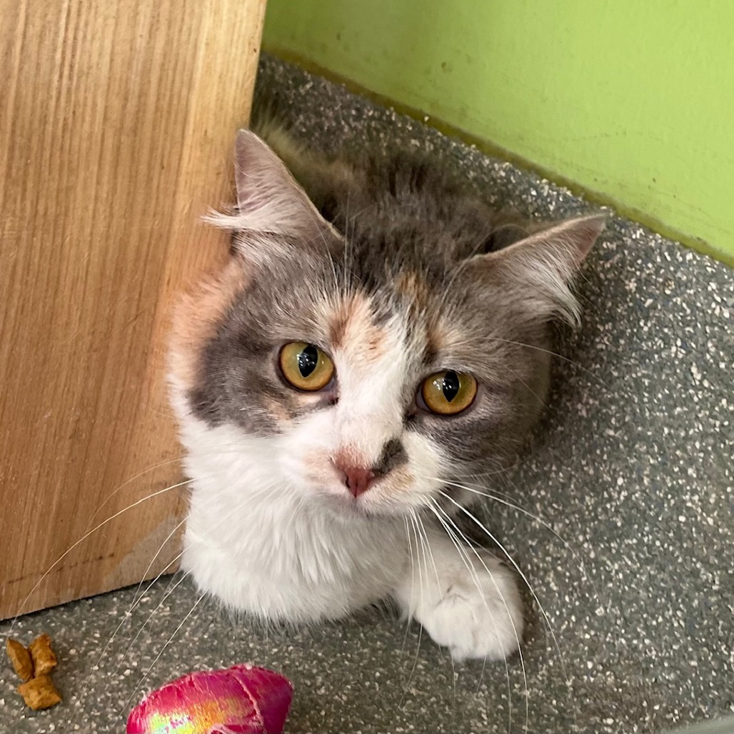 Earth — thumbnail 4