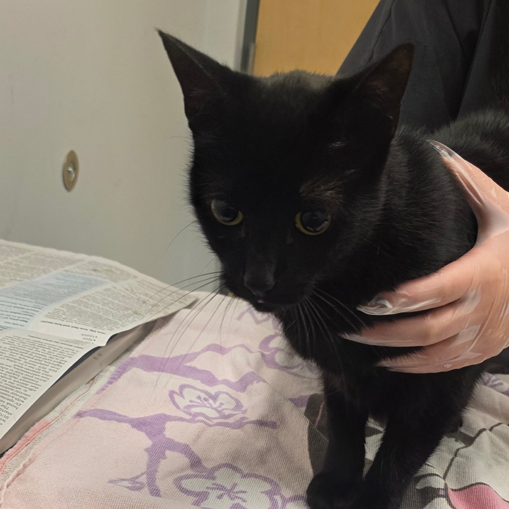 MONA - Domestic Shorthair available for adoption