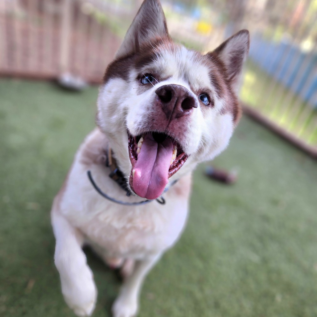 Apollo (C000-753) - Chino Hills Location, photo 11